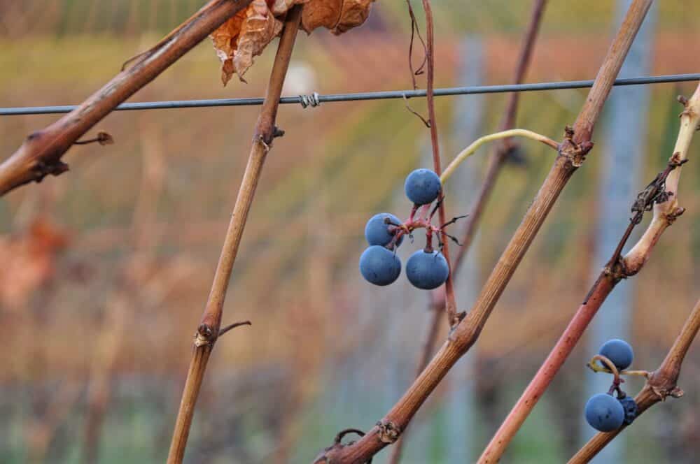 FairChoice nachhaltiger Wein