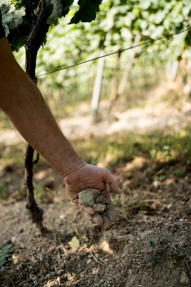 FairChoice - Boden Weingut Robert Weil © Sandra Fehr