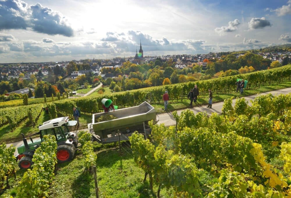 FairChoice - Ernte Weingut Robert Weil © Peter Quirin