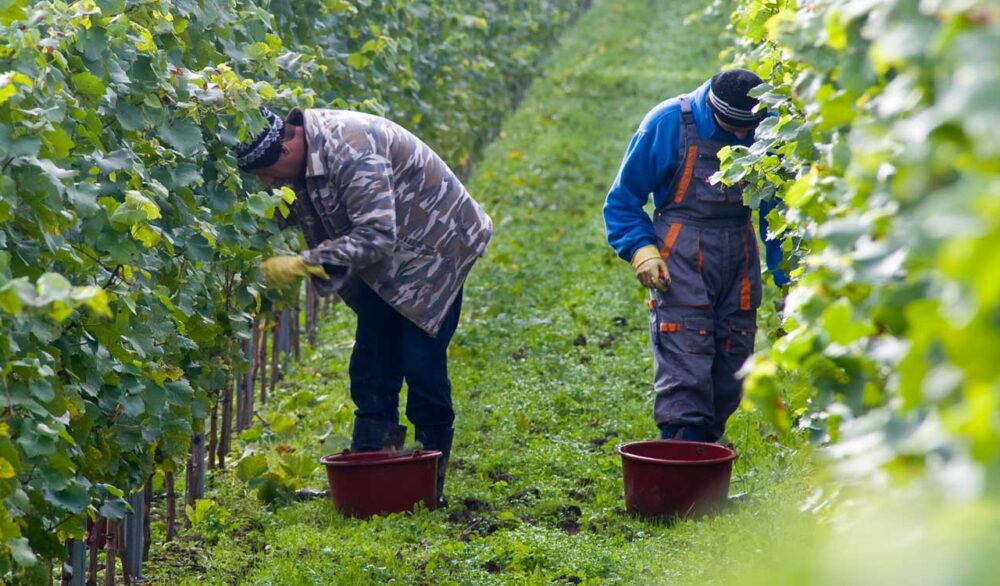 FairChoice - Oekonomierat Geil Erben Philosophie-neu