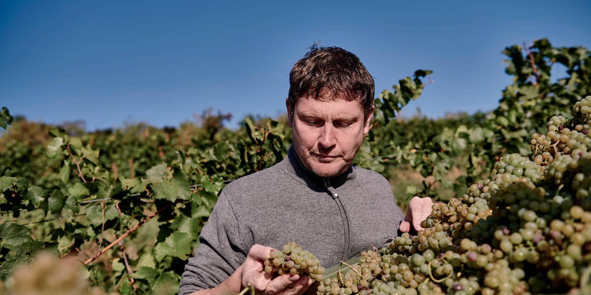 FairChoice - Sander ökologische Weine - 5