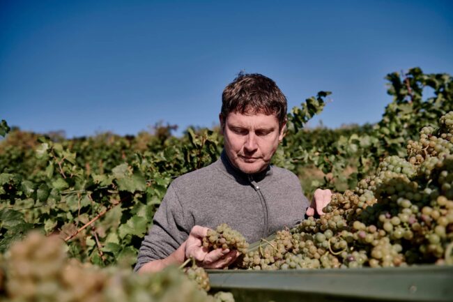 FairChoice - Sander ökologische Weine - 5