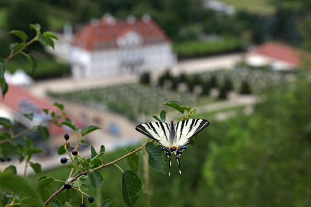 FairChoice - Schloss Wackerbarth Segelfalter_Nachhaltigkeit auf Schloss Wackerbarth_Foto_(c)_Jörg Kuhbandner