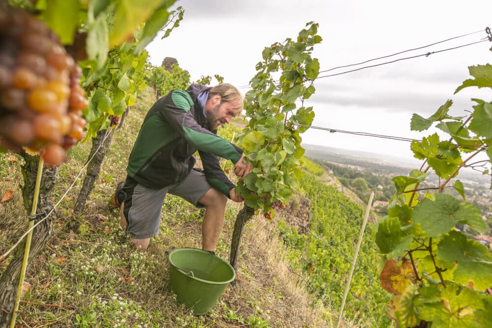 FairChoice - Schloss Wackerbarth Traminer-Handlese im Goldenen Wagen_Weinbauleiter Till Neumeister_(c)_Peter&Pablo GbR