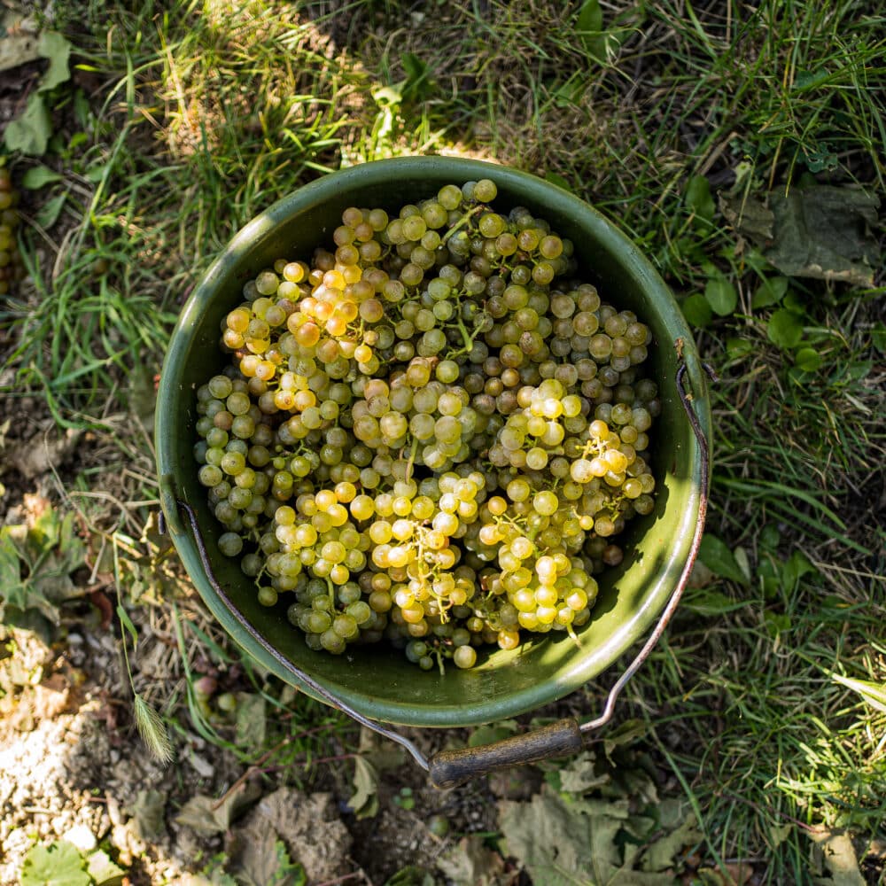 FairChoice - Traubeneimer Weingut Robert Weil © Sandra Fehr
