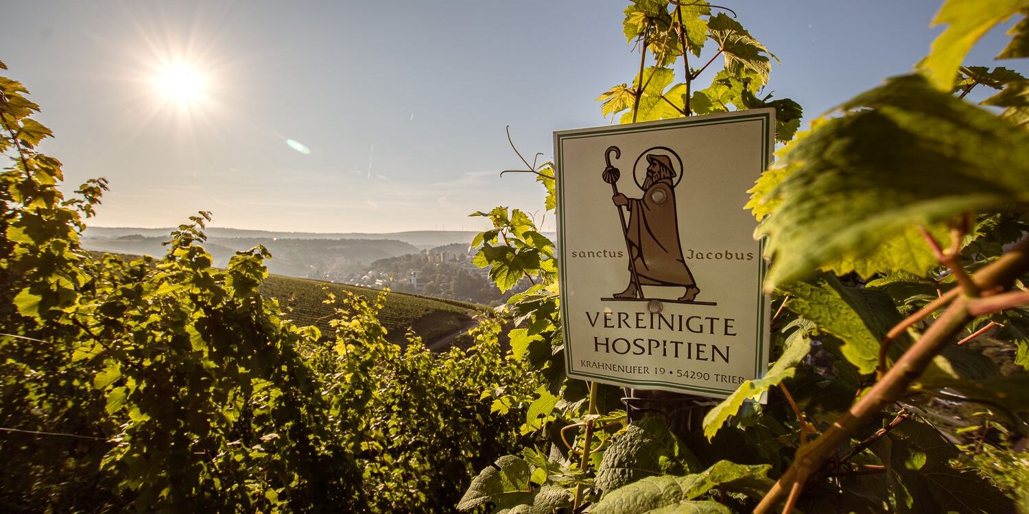 FairChoice - Vereinigte Hospitien - Weinberg, Sonne