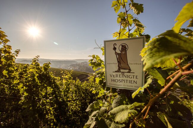 FairChoice - Vereinigte Hospitien - Weinberg, Sonne