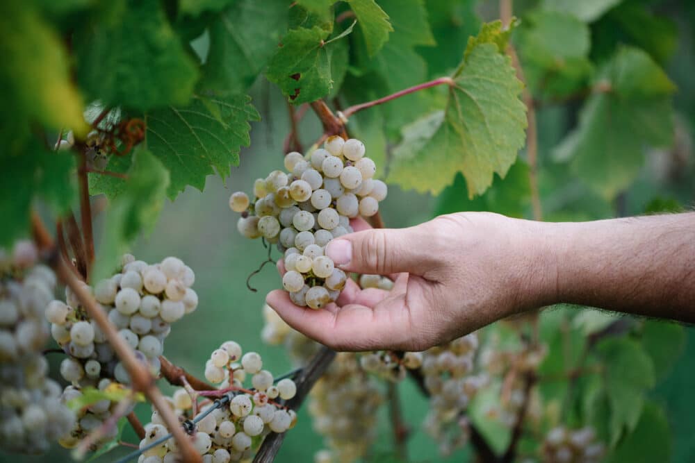 FairChoice - Weingut Balthasar Ress Trauben_Riesling