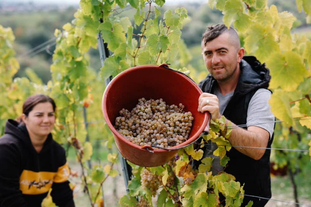 FairChoice - Weingut Balthasar Ress Weinlese