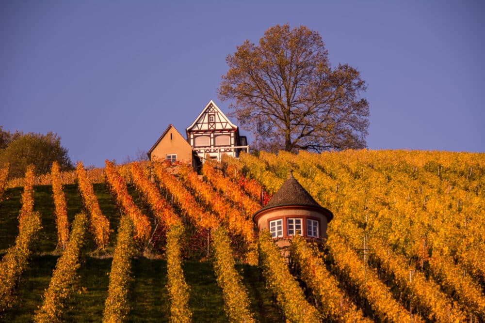 FairChoice - Weingut Bernhard Ellwanger GbR 04