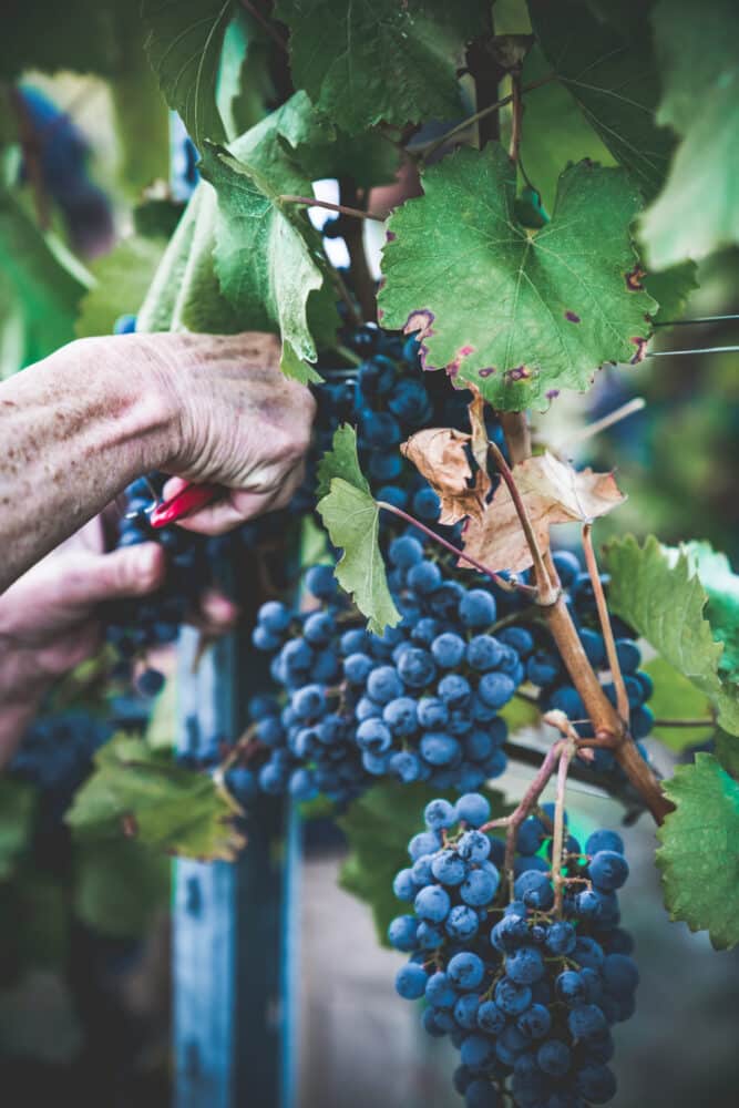 FairChoice - Weingut Drautz-Able