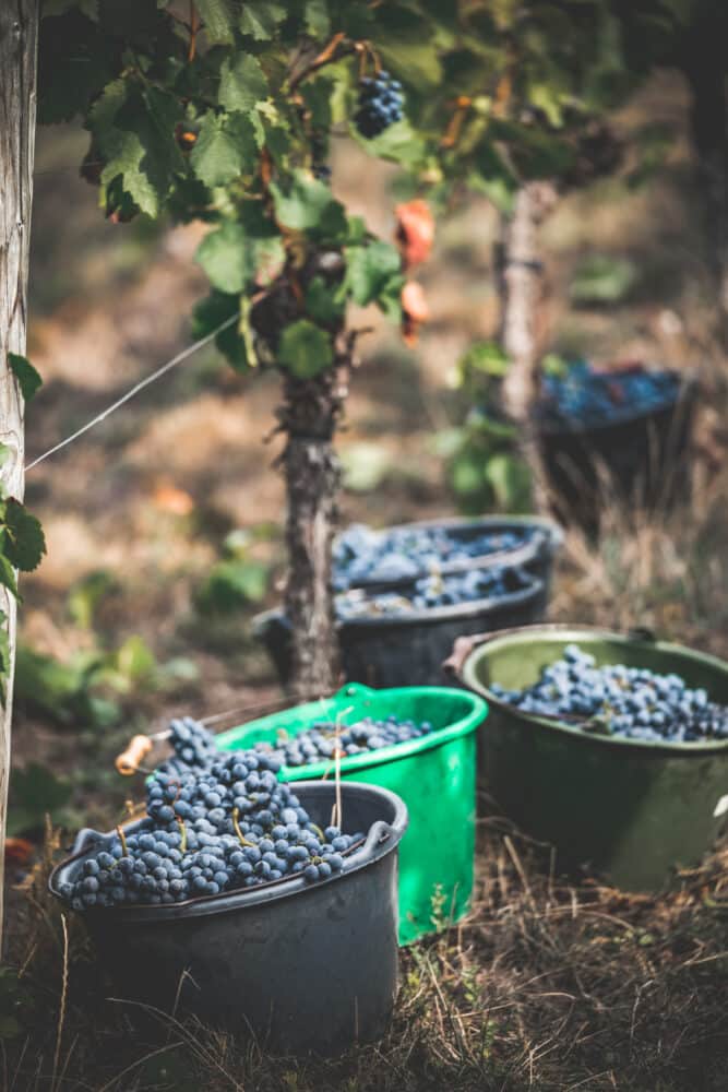 FairChoice - Weingut Drautz-Able