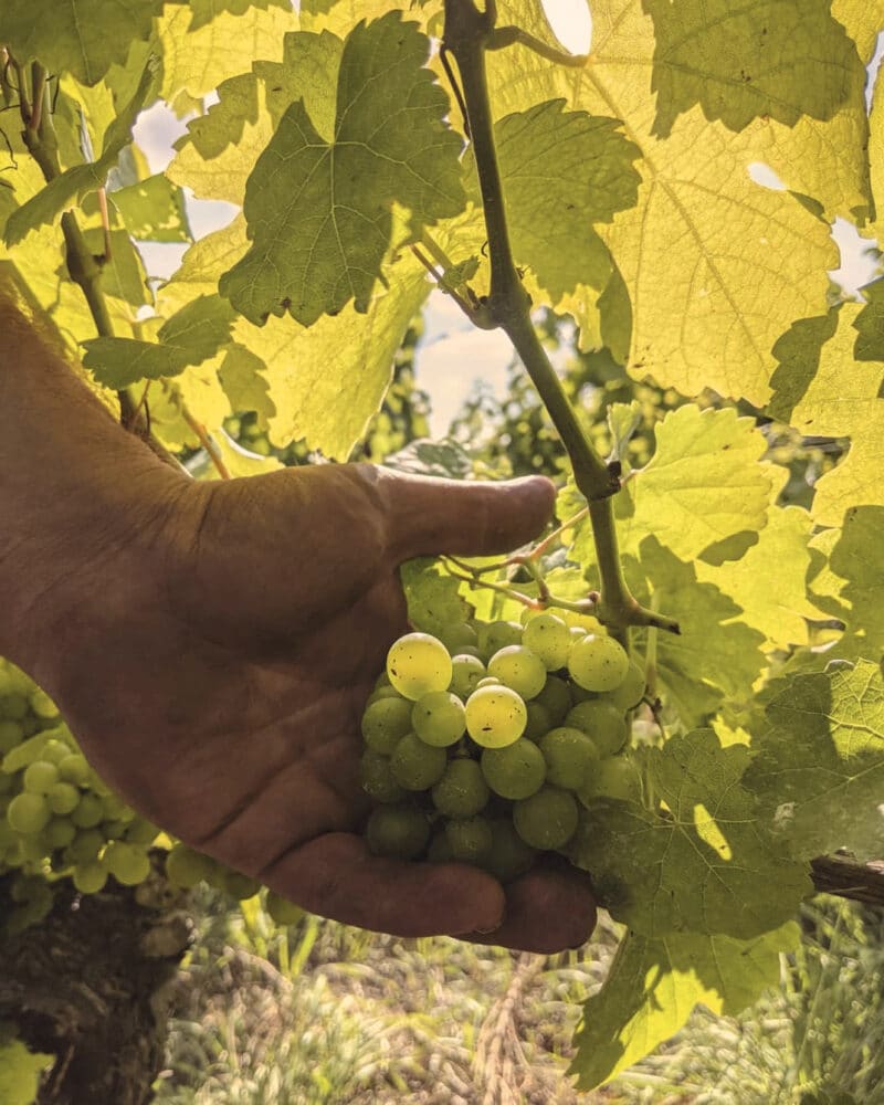 FairChoice - Weingut Egon Schäffer Weinberg Traube, hochwertige Qualität durch Handlese, Escherndorf Volkach Franken Mainschleife VDP