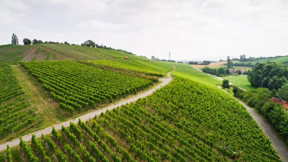 FairChoice - Weingut Fürst Hohenlohe Oehringen Verrenberger Verrenberg GROSS LAGE (3)