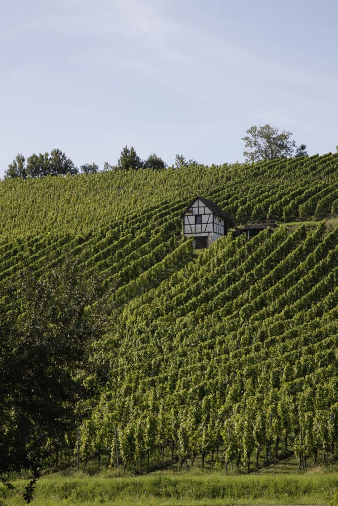 FairChoice - Weingut Fürst Hohenlohe Oehringen Weinberg 1