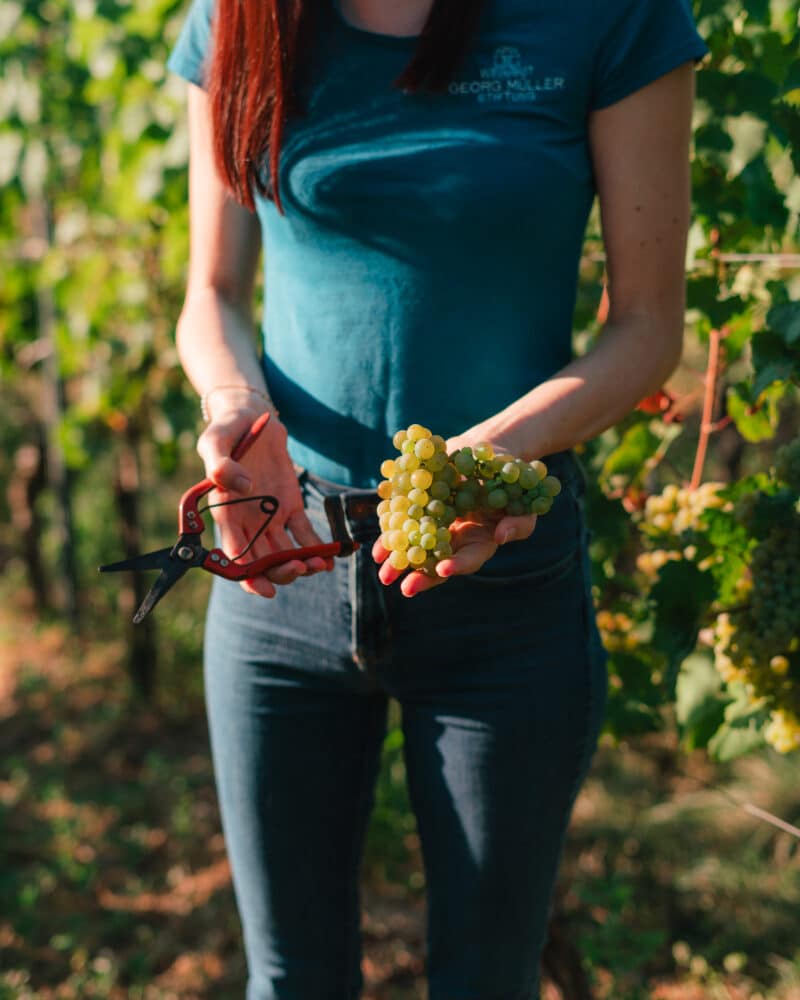 FairChoice - Weingut Georg Müller Stiftung 7632