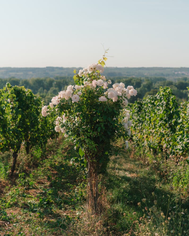 FairChoice - Weingut Georg Müller Stiftung 7772
