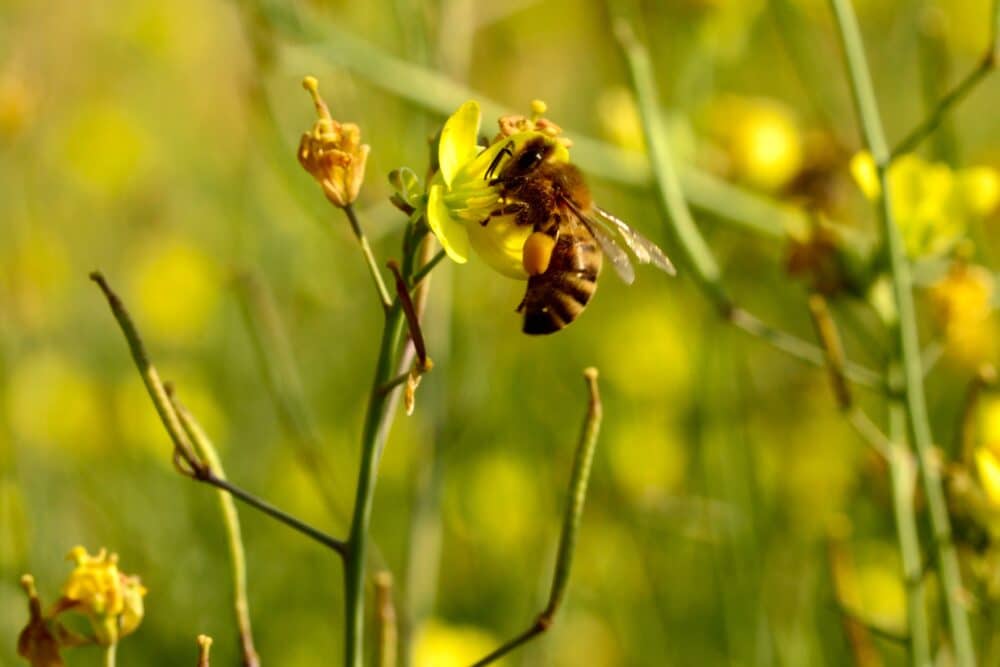 FairChoice - Weingut Heitlinger Heitlinger_Biodiversität_Bildnachweis_jochensteinmetz