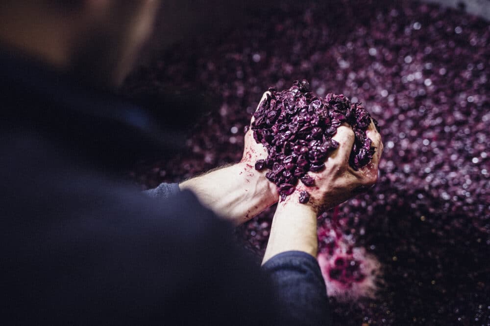 FairChoice - Weingut Jülg Johannes Rotweinmaische