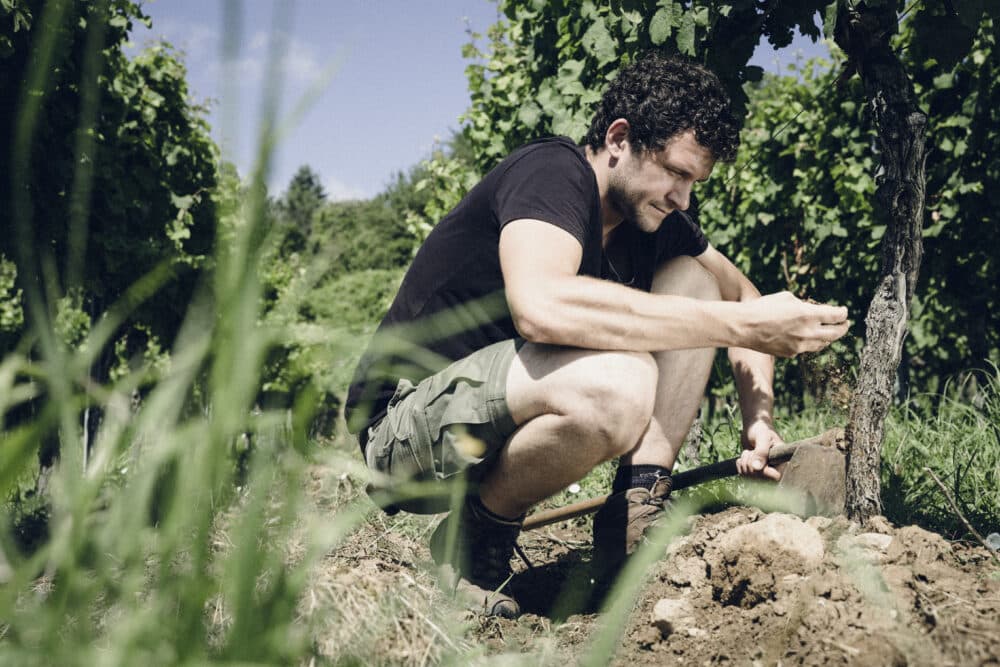 FairChoice - Weingut Jülg Weinberg Johannes1