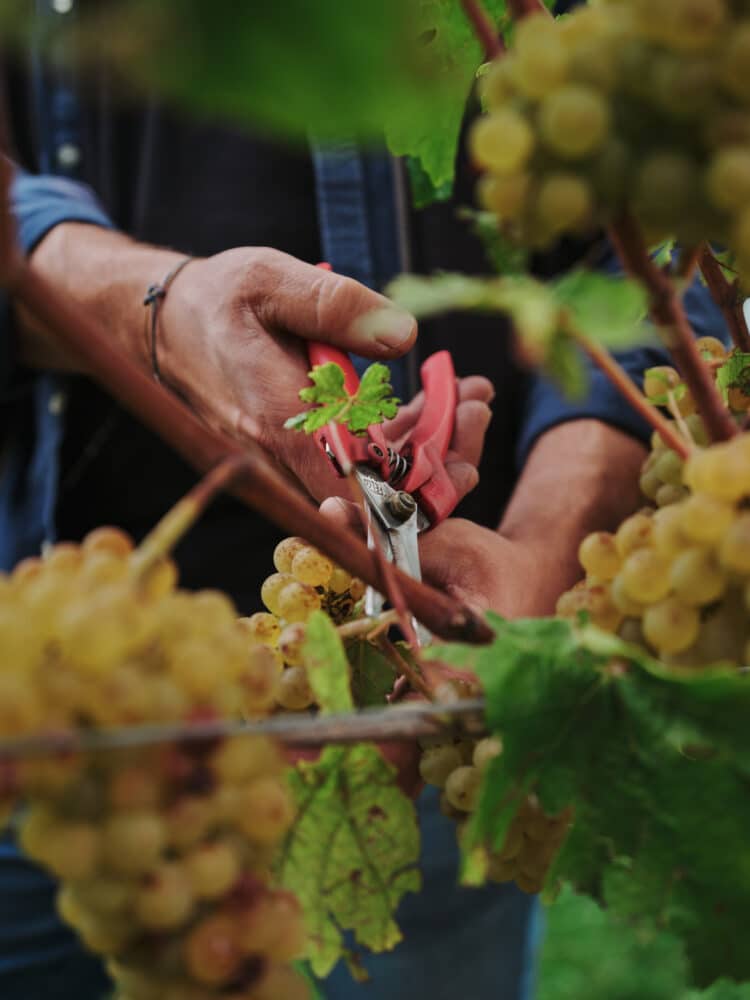 FairChoice - Weingut Jülg Weinlese Johannes