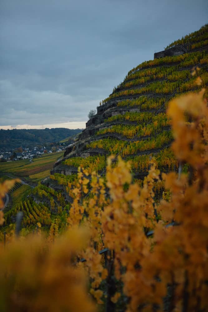 FairChoice - Weingut Knebel - 04