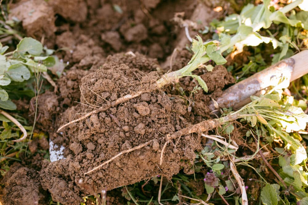 FairChoice - Weingut Kopp_web_092-7294