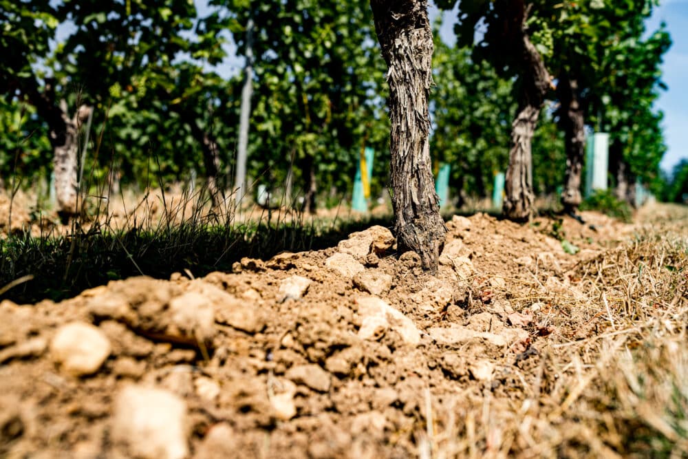 FairChoice - Weingut Künstler Herrnberg