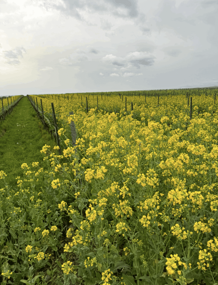 FairChoice - Weingut Langenwalter 00004