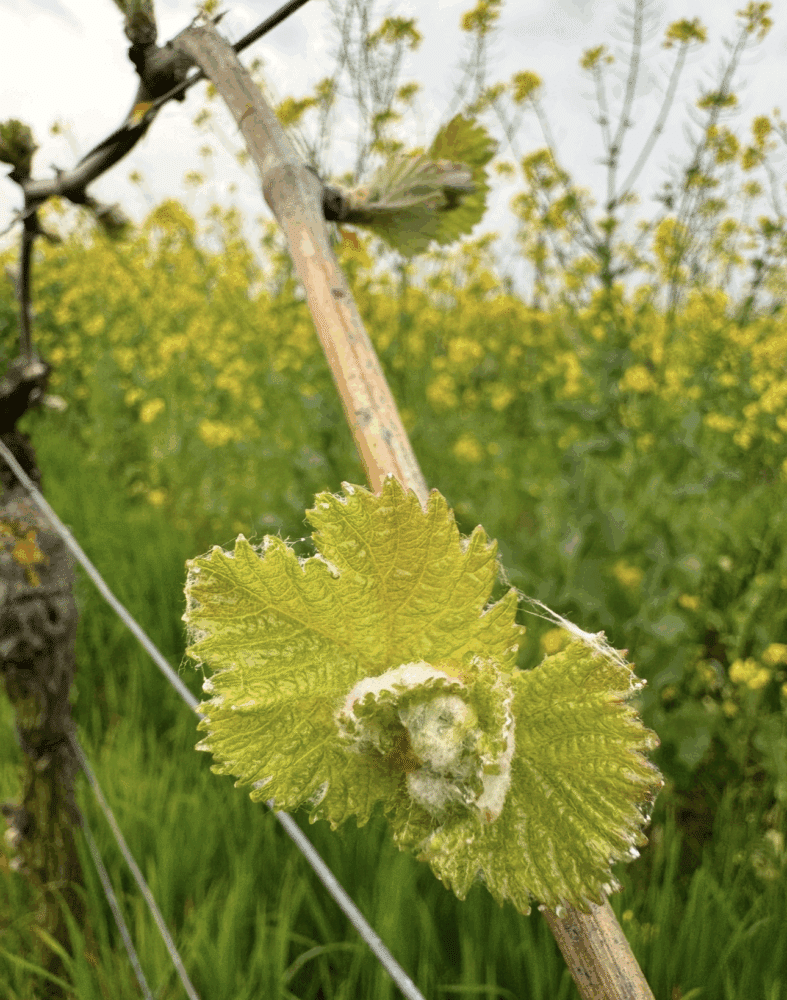 FairChoice - Weingut Langenwalter 00005