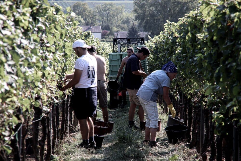 FairChoice - Weingut Münzberg 12 VI