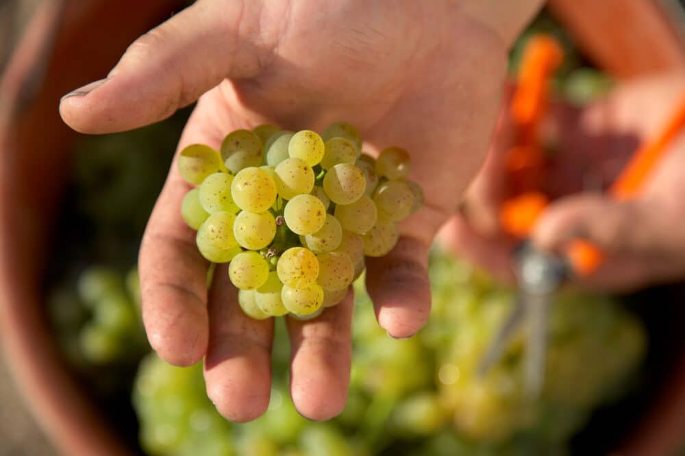FairChoice - Weingut Oekonomierat Johann Geil Erben sorgsame Selektion