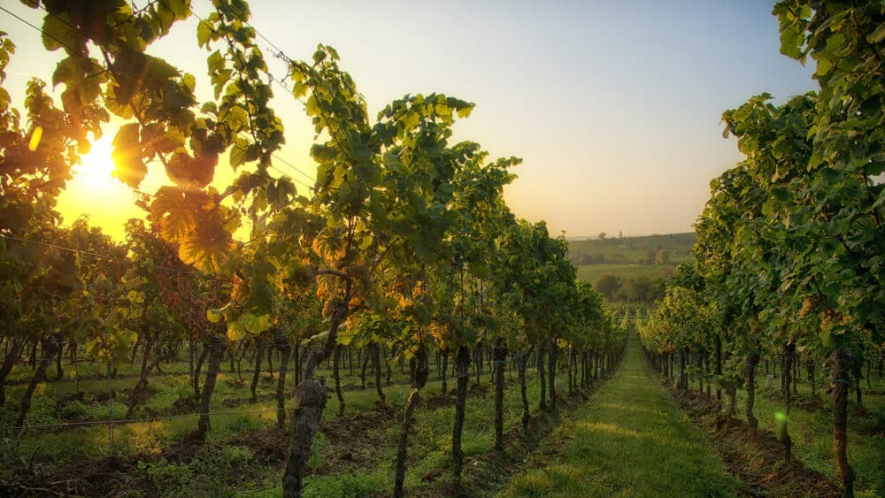 FairChoice - Weingut Peter Stolleis 11