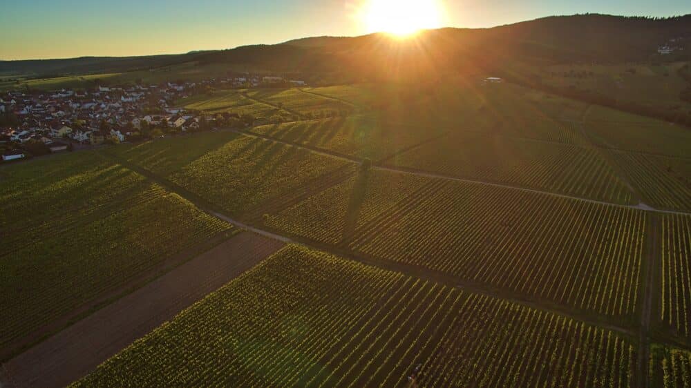 FairChoice - Weingut Prinz_Hallgarten1