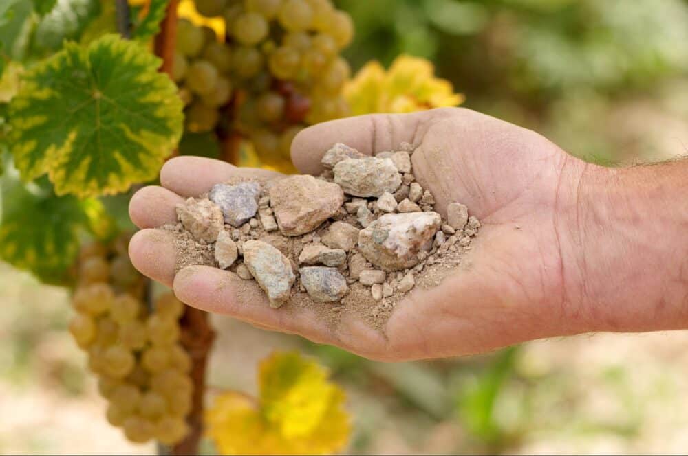 FairChoice - Weingut Prinz_Terroir1