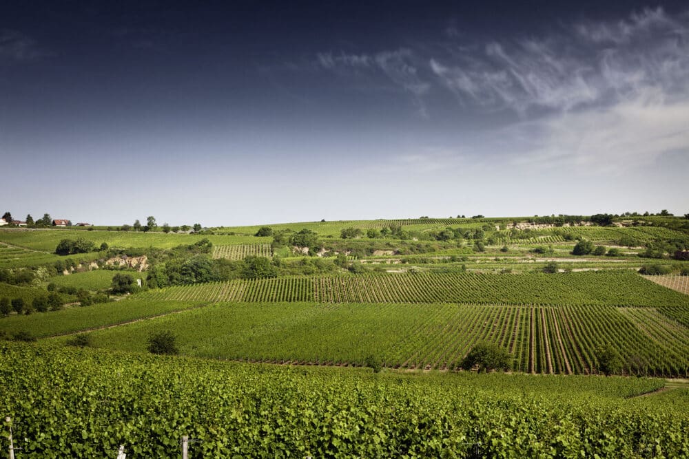 FairChoice - Weingut Rings RINGS_saumagen