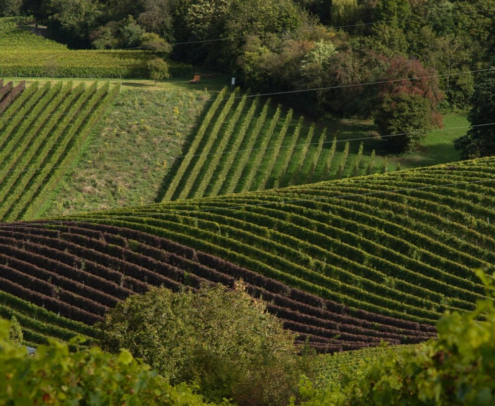FairChoice - Weingut Seeger AnnaSW-20
