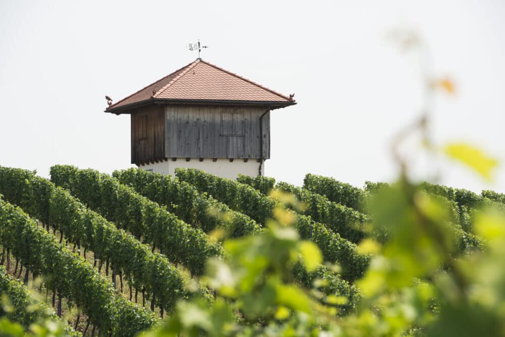 FairChoice - Weingut Wöhrwag