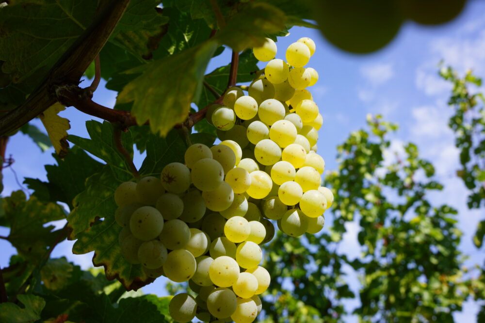 FairChoice - Weingut Wöhrwag1