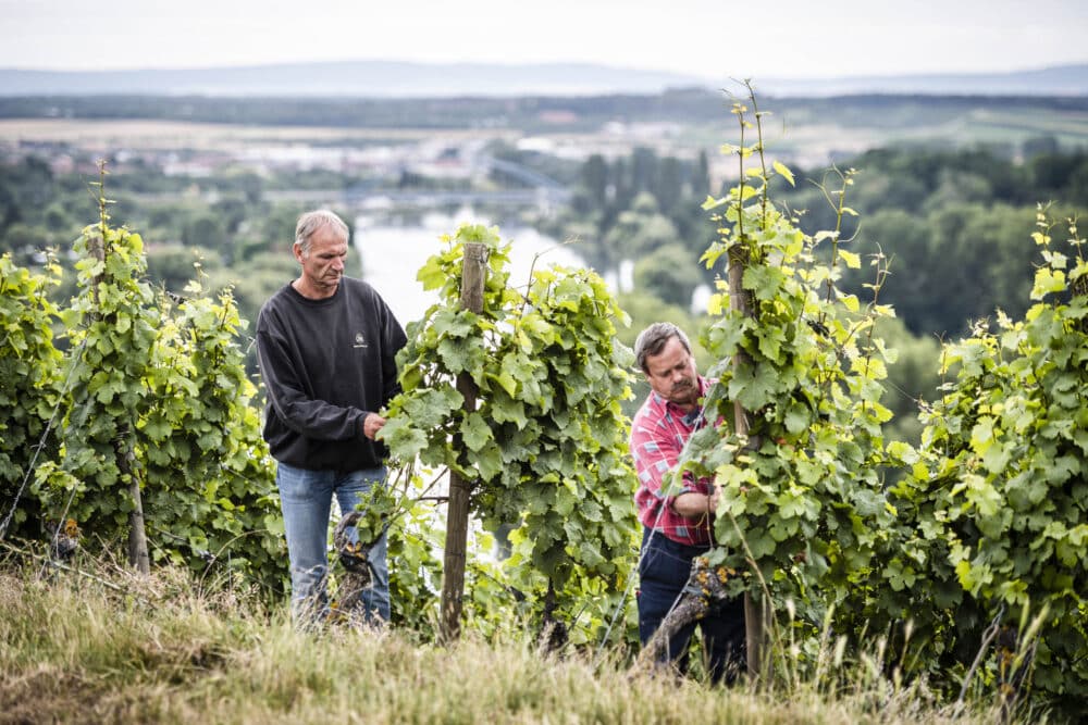 FairChoice - Weingut zur Schwane - Hannes Niederkofler_WEB-7110