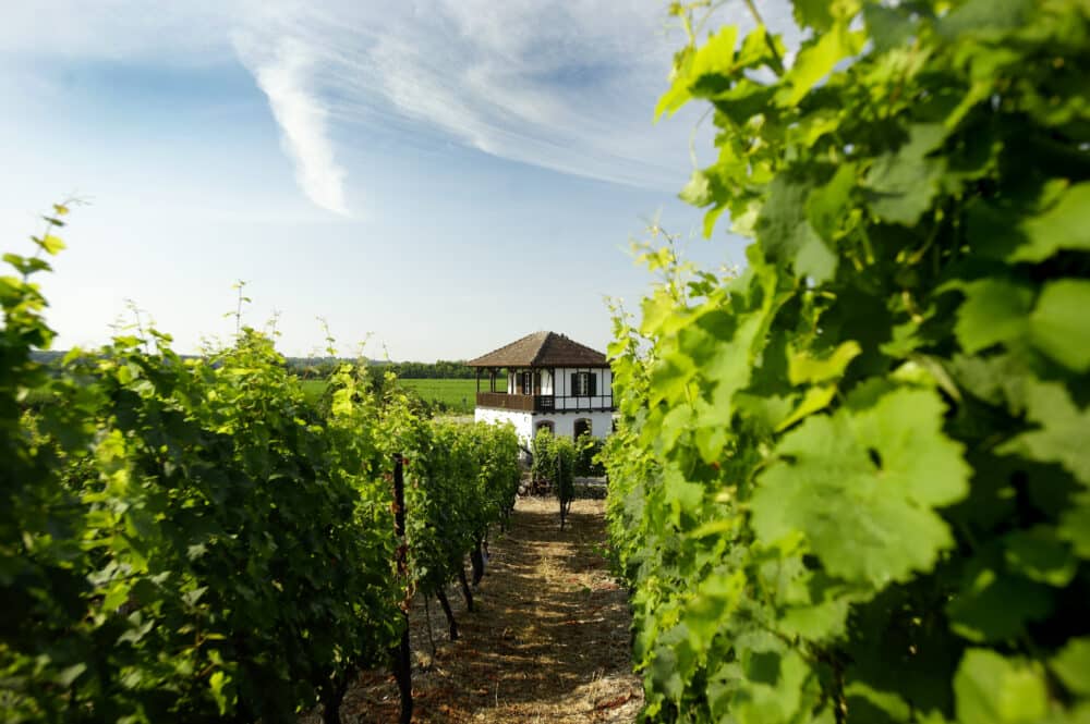 Fairchoice - Weingut Stigler winklerberg_09.tif