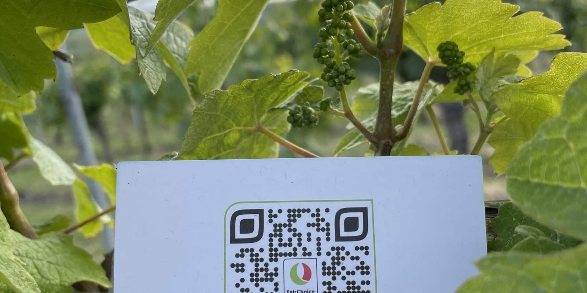 FairChoice nachhaltiger Wein 4