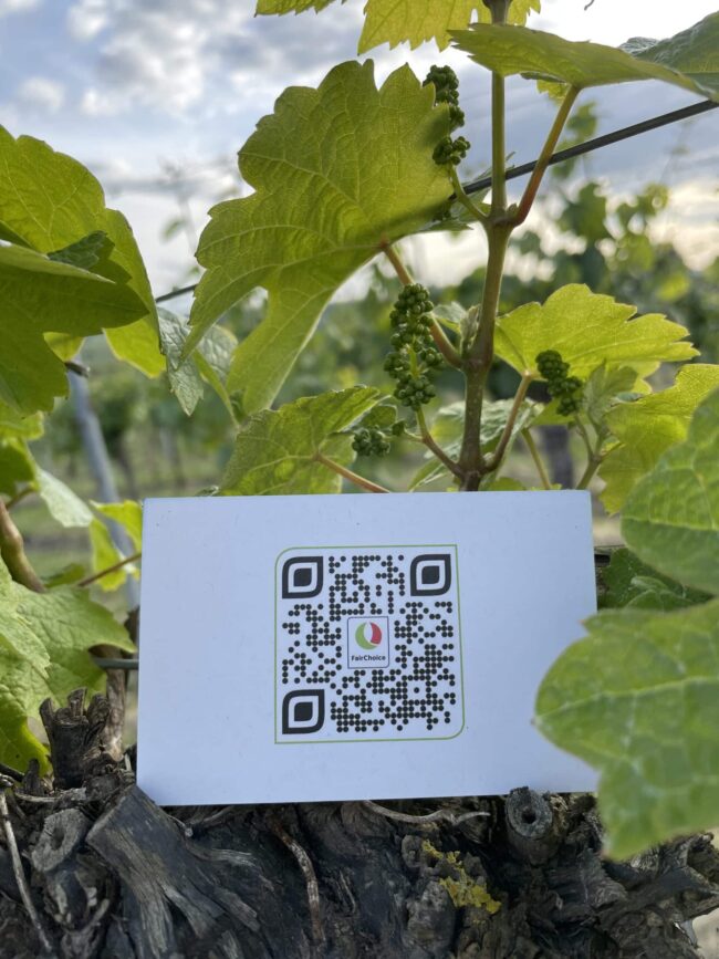 FairChoice nachhaltiger Wein 4