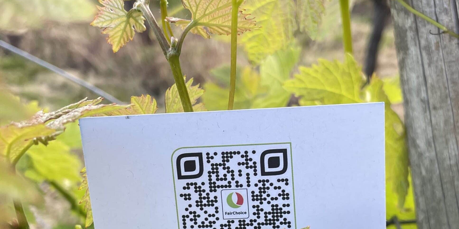FairChoice nachhaltiger Wein 2