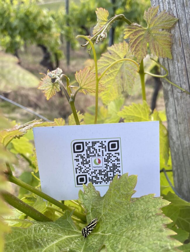 FairChoice nachhaltiger Wein 2