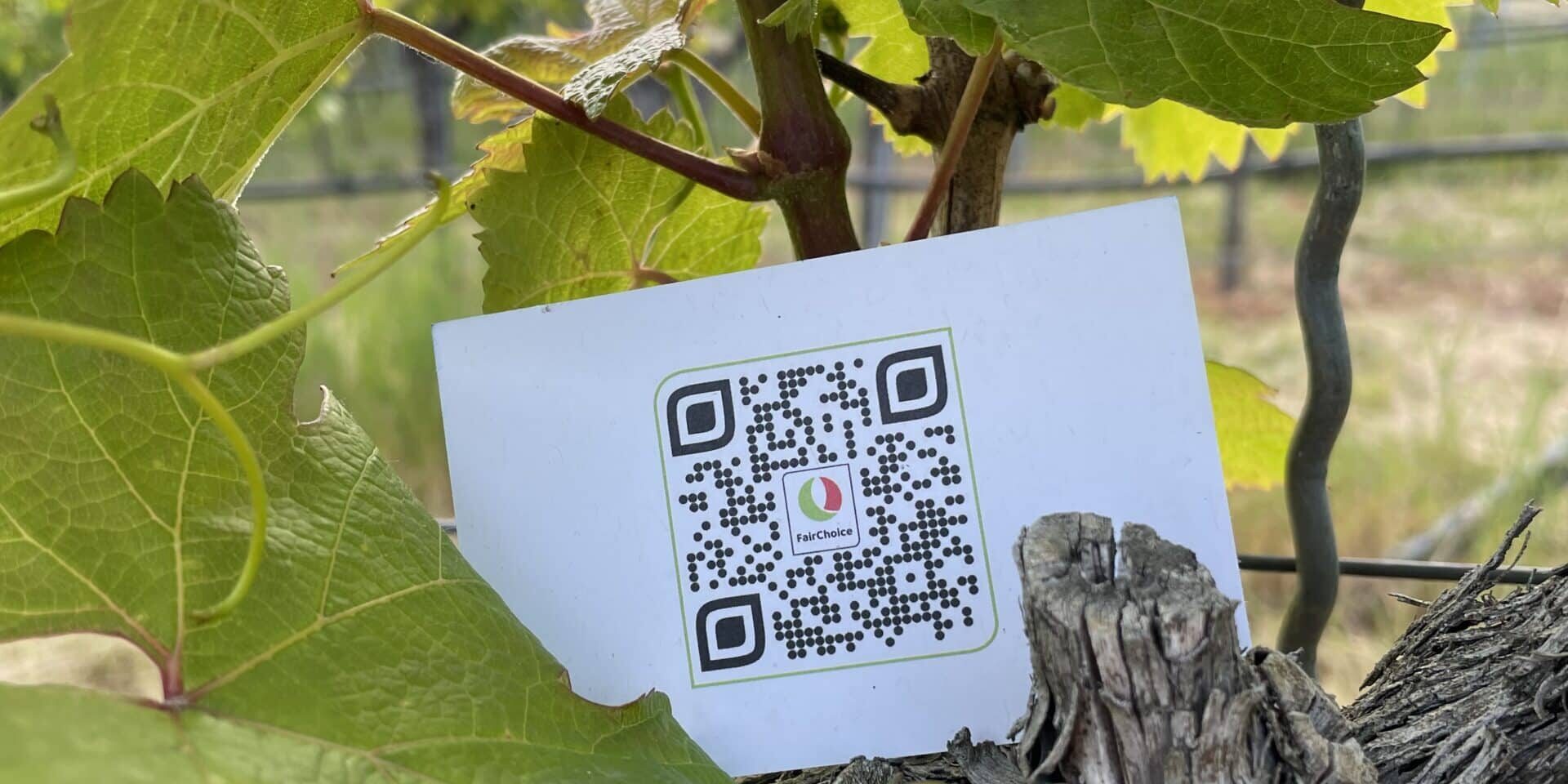 FairChoice nachhaltiger Wein 5