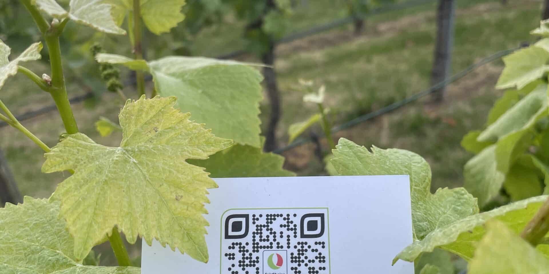 FairChoice nachhaltiger Wein 1