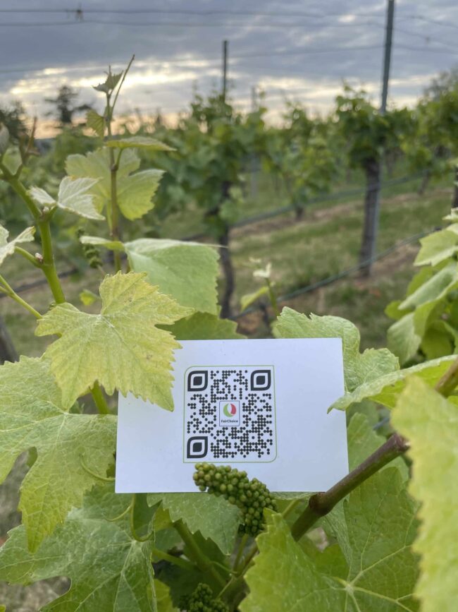FairChoice nachhaltiger Wein 1