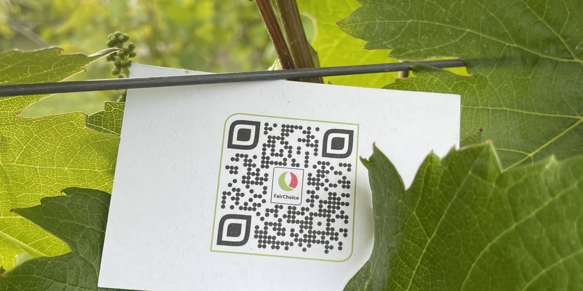 FairChoice nachhaltiger Wein 3