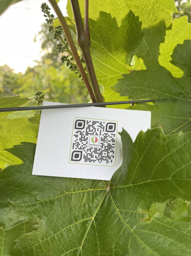 FairChoice nachhaltiger Wein 3